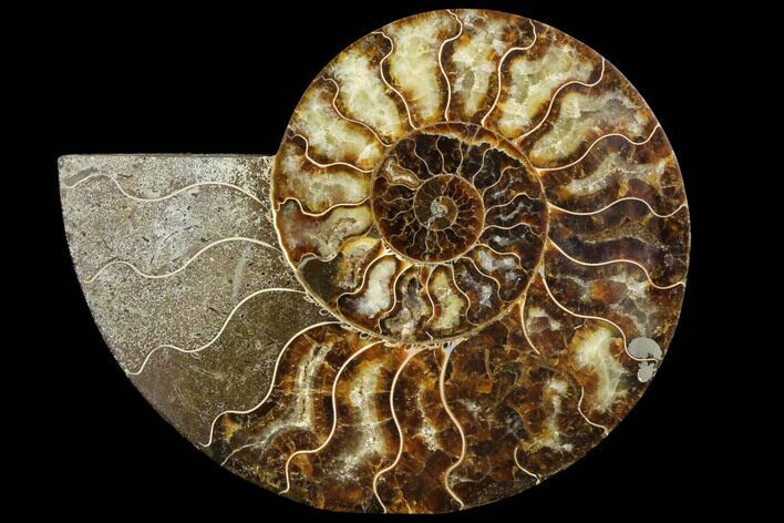 Agatized Ammonite Fossil (Half) - Agatized #91191